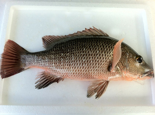 แนะนำคันseabass ยาวซัก7.6-9.6+ หน่อยครับ