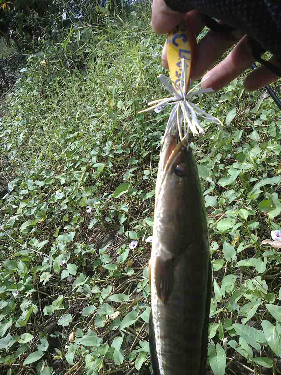 กบหลังแอ่นทำเอง งับๆบายน้าตี๋Korat
