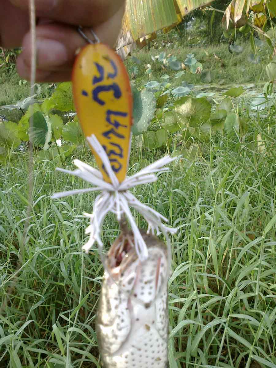 กบหลังแอ่นทำเอง งับๆบายน้าตี๋Korat