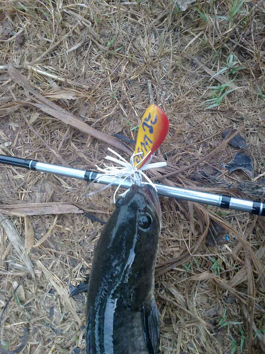 กบหลังแอ่นทำเอง งับๆบายน้าตี๋Korat