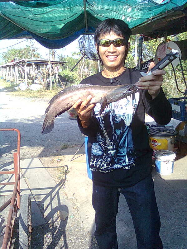 ช่อนกัปตัน 