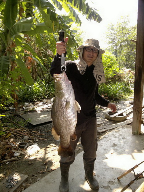 ปลากระพงจ๊าก.......ใหญ่