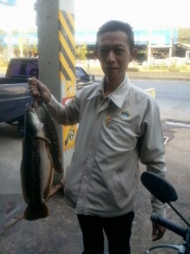 ชะโดกลางเมืองชัยภูมิ