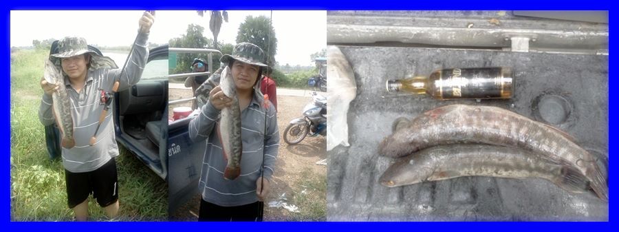 ขอเปิดตัวครั้งแรก กับปลาตัวเล็ก 