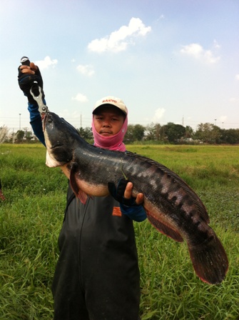 ====== ผลงาน ของน้า GO โรจนะ_AY  2  ครับ  ======