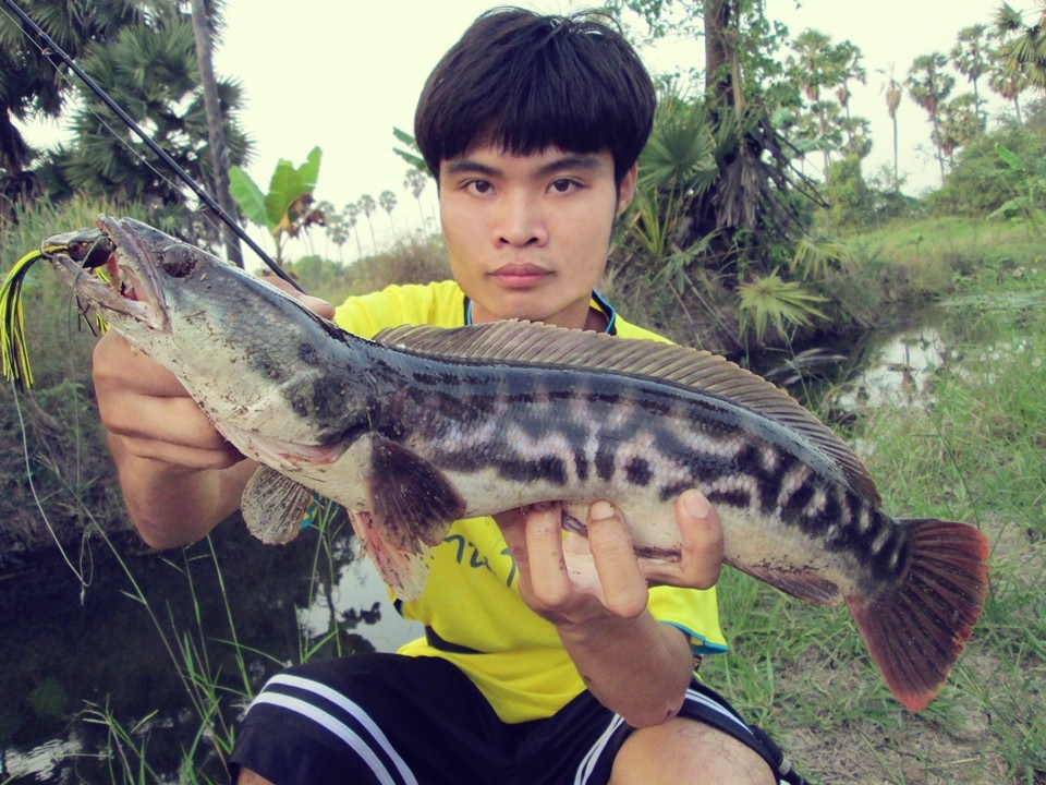 เเว๊นนักหรอ..ชะโดยามเย็น !!
