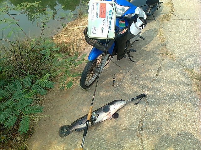 ... ชะโด .ยักษ์ .. กระชังปลา ... โคราช ...