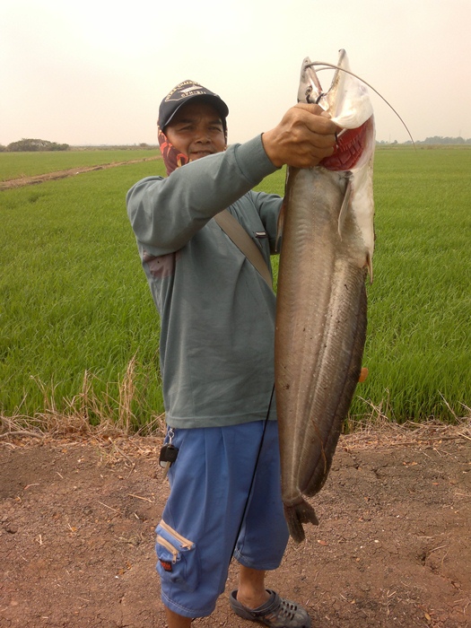 นานๆส่งที