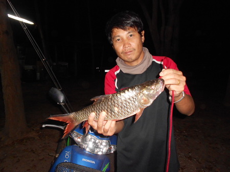 ตามหาจนเจอ..ชะโด...สียัด