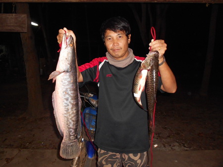 ตามหาจนเจอ..ชะโด...สียัด