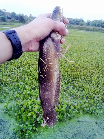 พอได้หายคันอีกที
