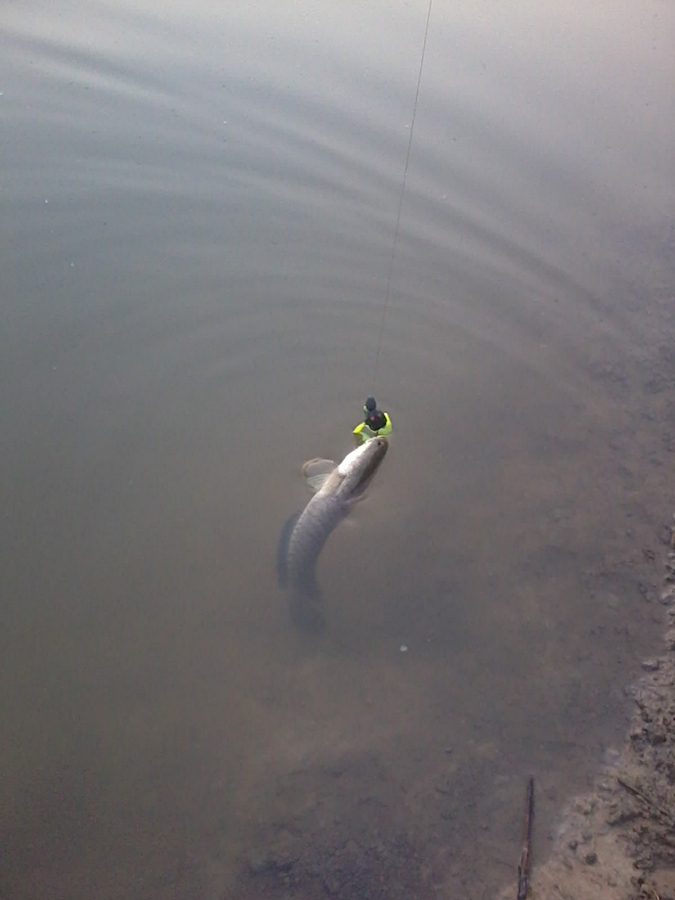 (Texas Rig) 