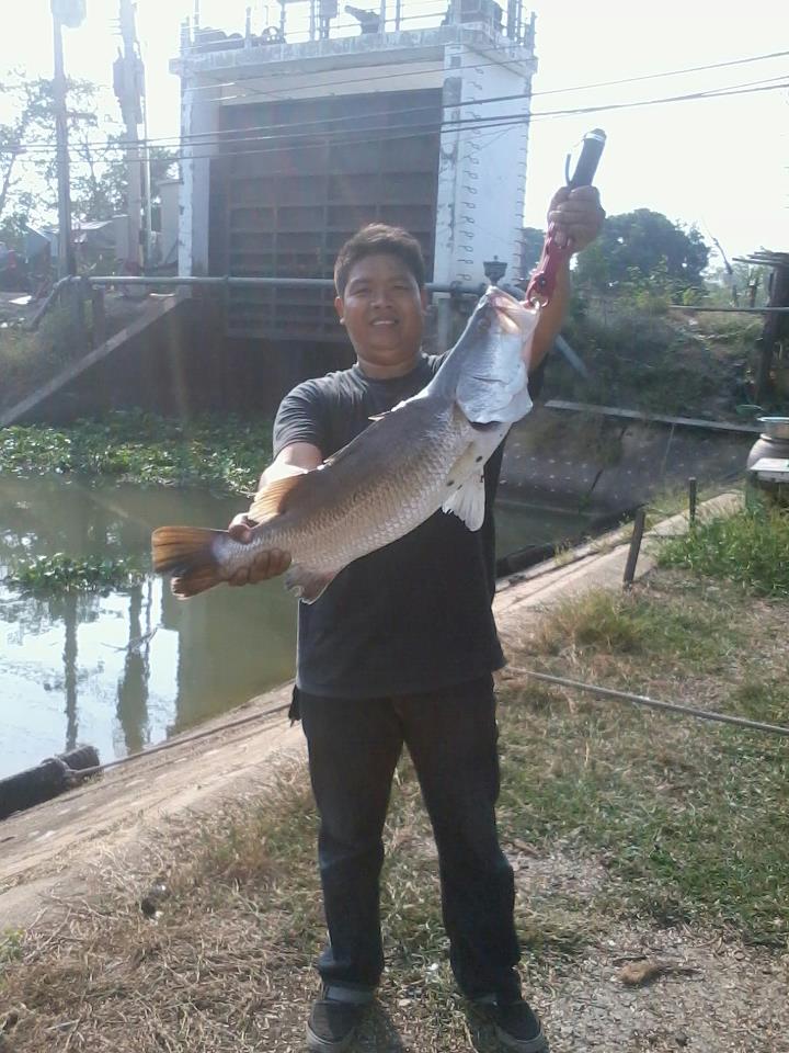 กะพง แม่น้ำเจ้าพระยา (ตามกระแส)ครับ..