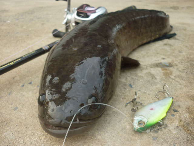 DUEL LIVEBAIT กับ ช่อน ชะโด