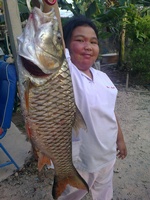 ป่าสัก
