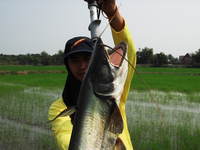 ค้าว บางปะหัน ก็มีนะ