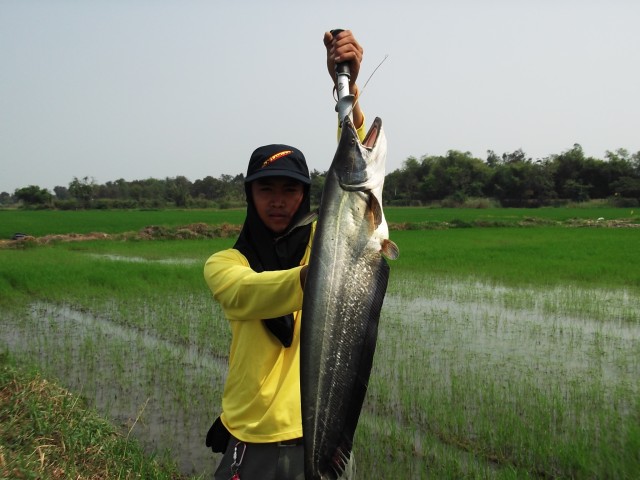 ค้าว บางปะหัน ก็มีนะ