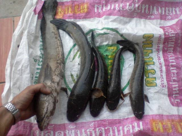 กระดี่หัวแดง