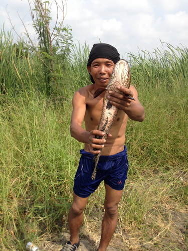 ปลาช่อนใหญ่กับอาวุธทำเองครับ