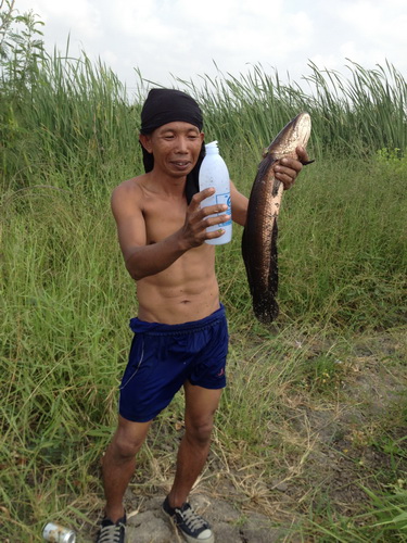 ปลาช่อนใหญ่กับอาวุธทำเองครับ