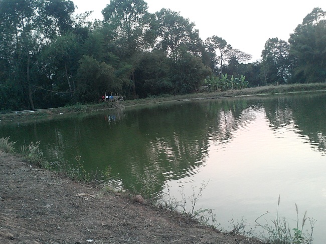 ตกกะพงแต่ได้...สวาย