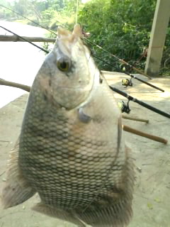 วาเลนไทน์หงายท้อง 