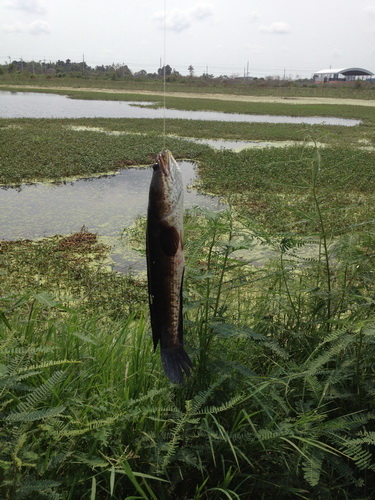 ทดสอบเหยื่อหยดน้ำชุดใหม่ทำเองครับ