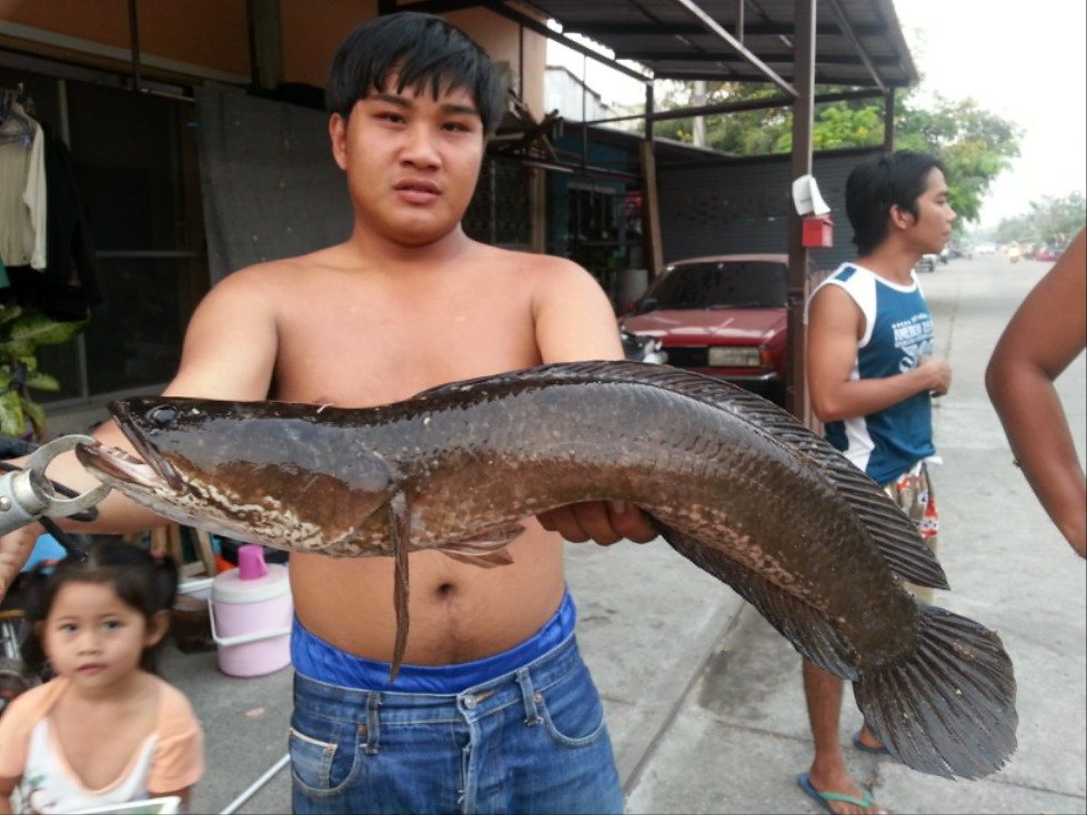 ทำแล้วทดลองหหน่อย