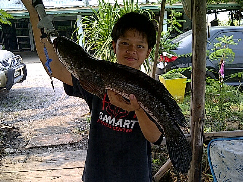 ***ช่อนใหญ่ วัดไพร่ฟ้า **