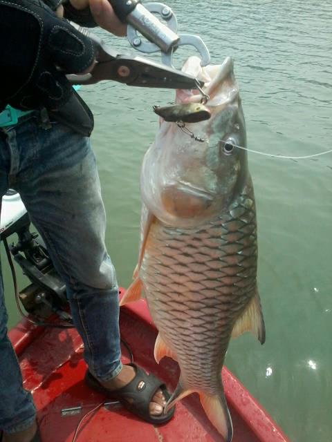 กระสูบ..พวง