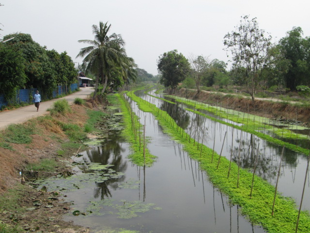 ช่อนคลองนครปฐมคับ