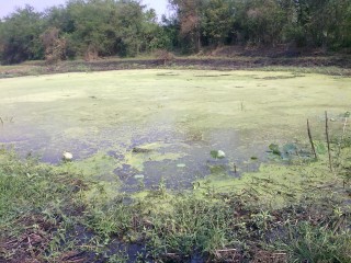 ช่อนสุพรรณยังหวานอยู่