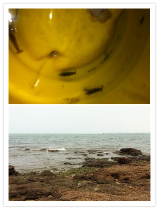 หมายชายหาด พัทยาใต้ มีปลาอะไรบ้าง
