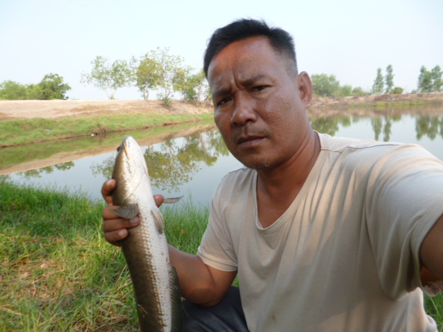 ปลาช่อนแปดริ้ว