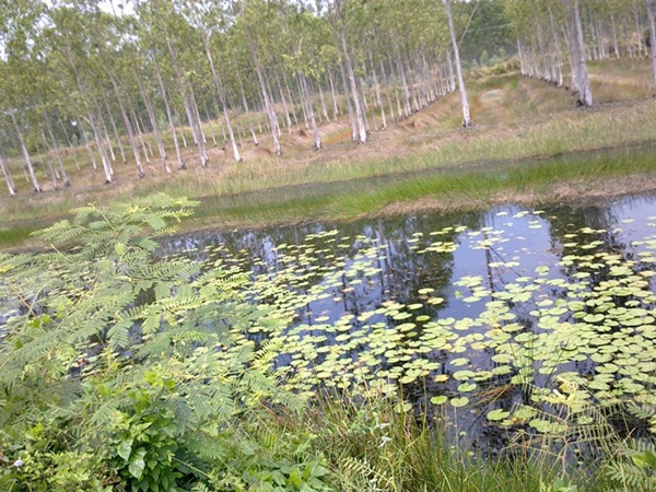 @ ช่อนคลองต้องไซร์นี้ @