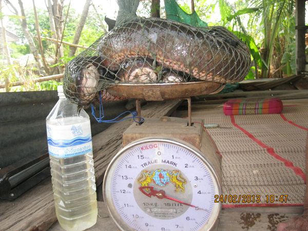 4 ตัว 5โล