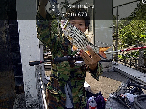 กระสูบ หมายเดิม 