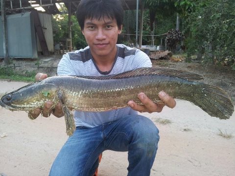 อกหักจากอ่างชุมแสง เลยกลับมาตายรังที่ตะพง ระยอง ต่อ