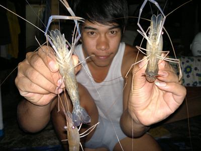 กุ้งแม่น้ำเจ้าพระยาปากเกร็ด