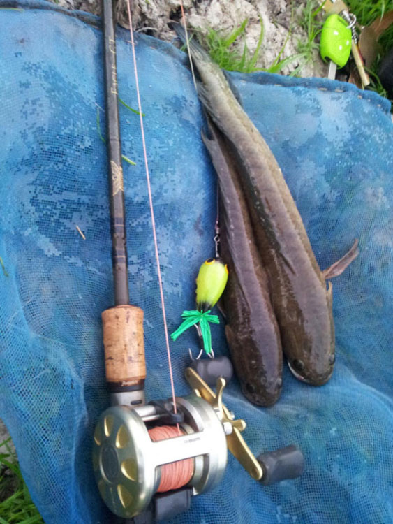 ฝากผลงานกบกระโดด PAO Lure ภาค 2 ครับ