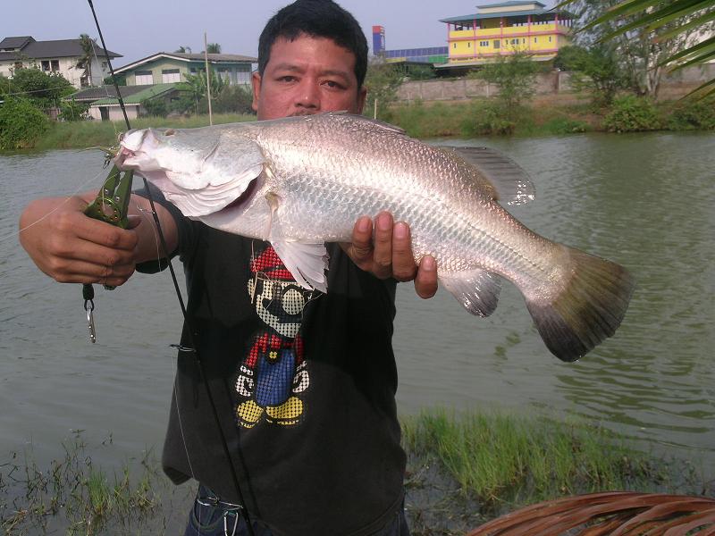 31-03-56กระพงใหญ่เกินขาย+ซิงBYสะดุดเอ็นทีม