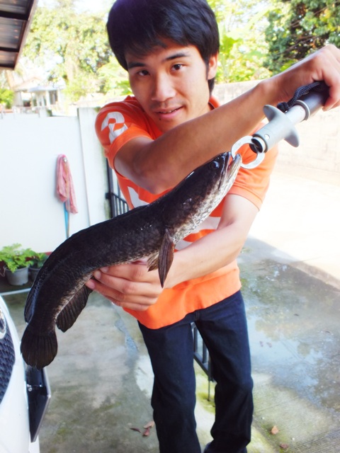 จัดมาอีกแล้วครับช่อนเชียงราย