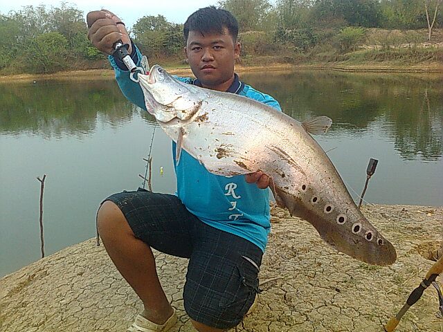 ... จิบ .. กราย ..โคราช ...
