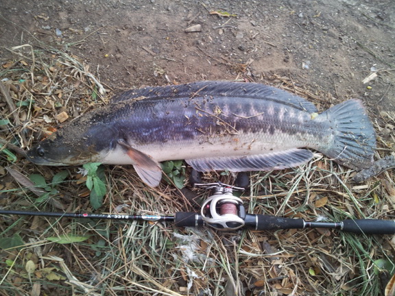 ชะโด "Call me the Angler not the fisherman"