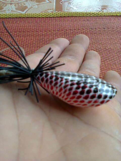 มือใหม่หัดโดด ^___^