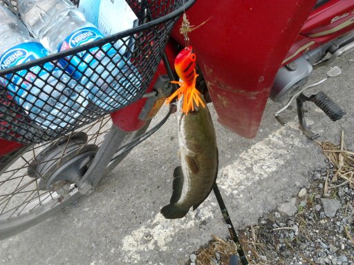 ไอ้ ช่อน บางปลาม้า