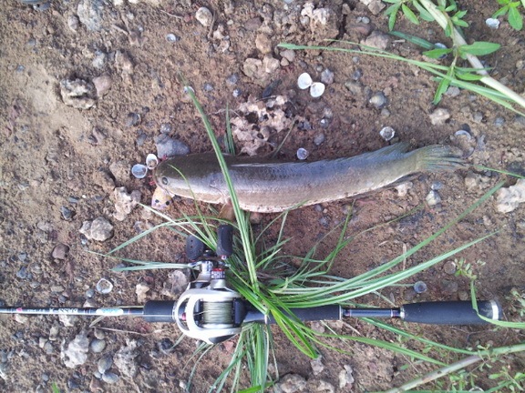 ช่อน3"Call me the Angler not the fisherman"