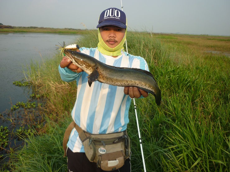 ลุยปลาช่อนต่างถิ่น ณ วัดจุฬามณี