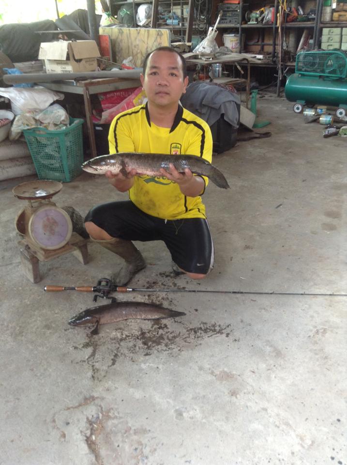 สมาชิกใหม่ขอรายงานตัวครับ