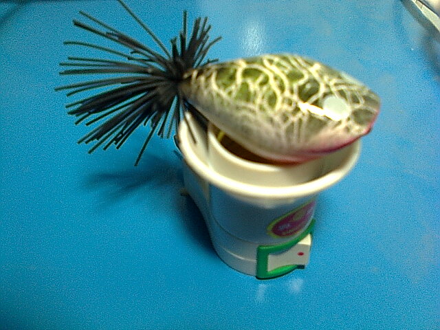 ติชม มือใหม่หัดทำหน่อยคับ